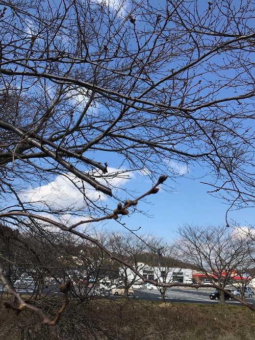 お店裏の桜の木