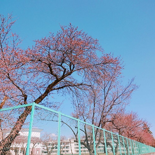 喜多方の桜