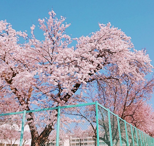 喜多方東高校の桜