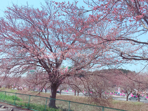 かつ丸から見える桜
