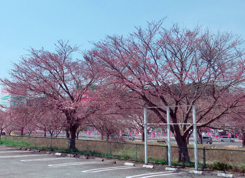 かつ丸から見える桜②