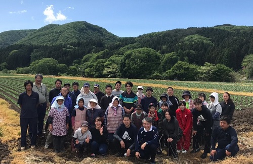 キャベツ定植の様子