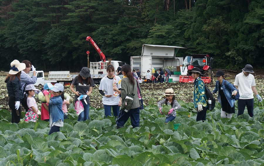 20190724キャベツ収穫①